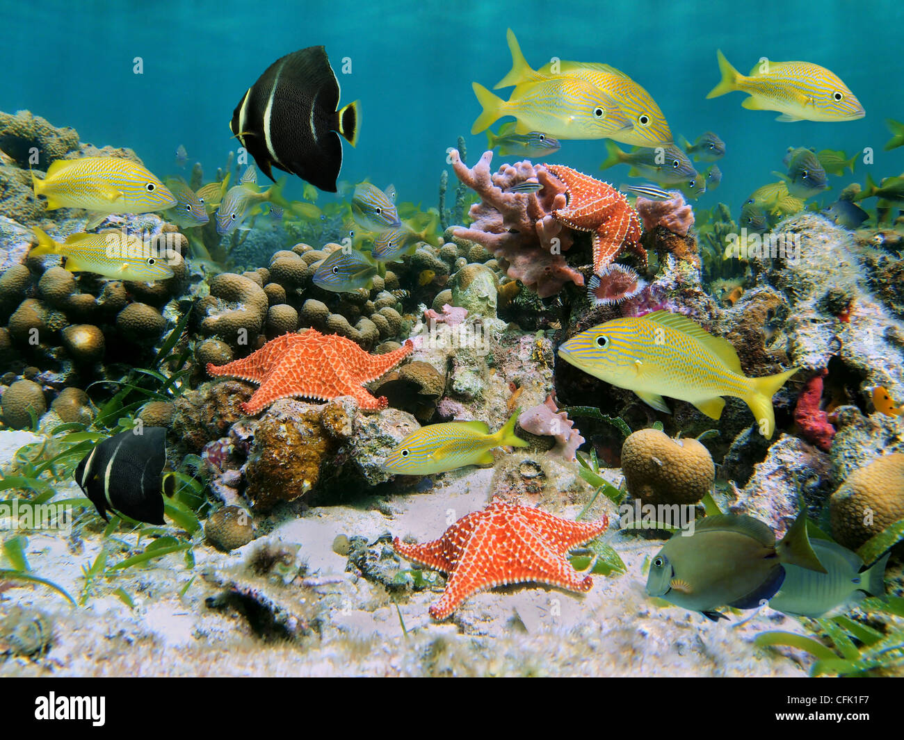 La colorida vida marina en un arrecife de coral con cardumen de peces tropicales y Starfish, mar Caribe Foto de stock