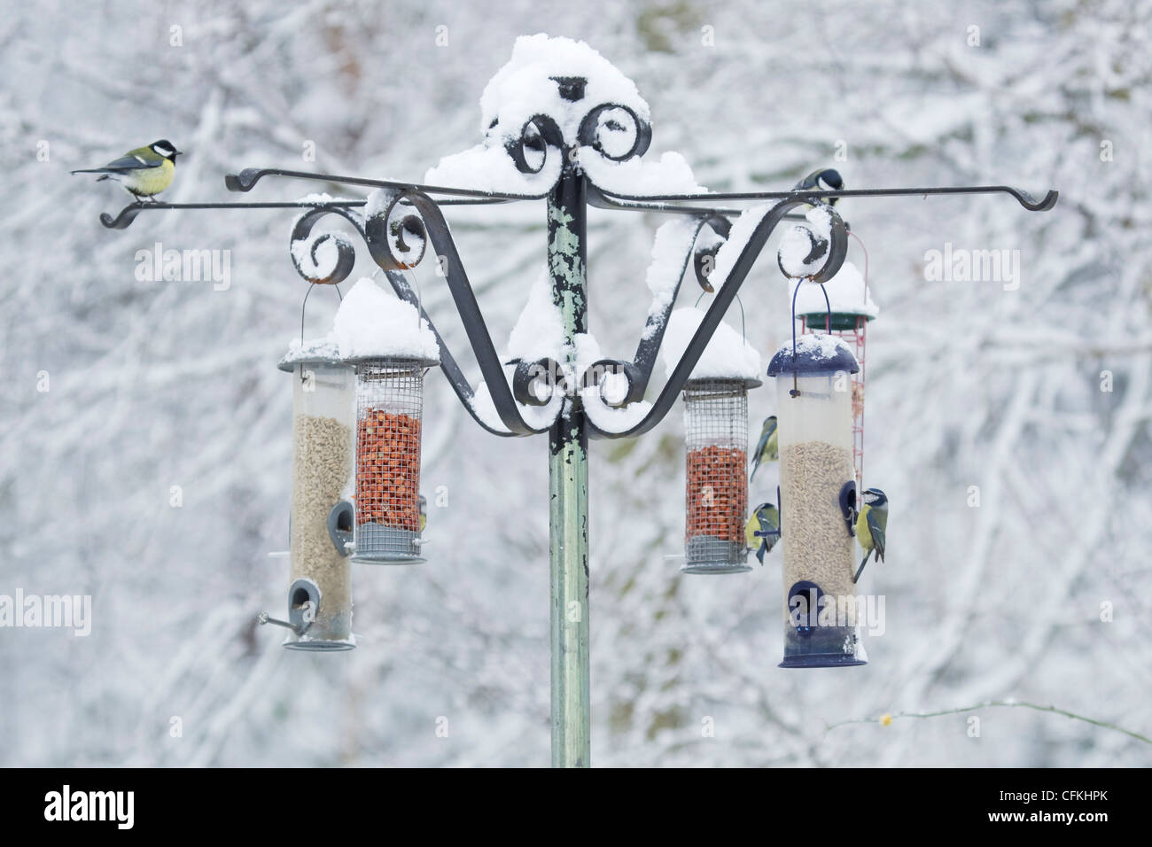 Alimentador de aves en bosques en invierno con nieve Brentwood Essex, Reino Unido BI022004 Foto de stock