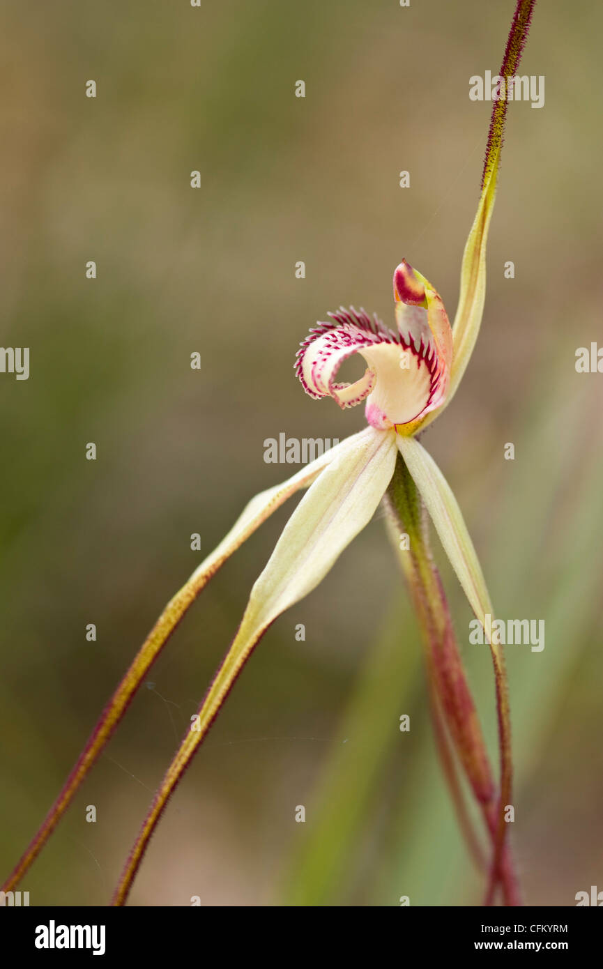Tawny australiano spider orchid Foto de stock