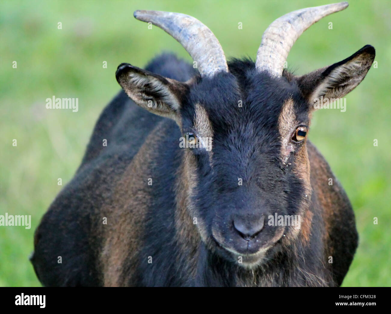 Retrato de un negro y marrón con dos hermosos cuernos de cabra Foto de stock