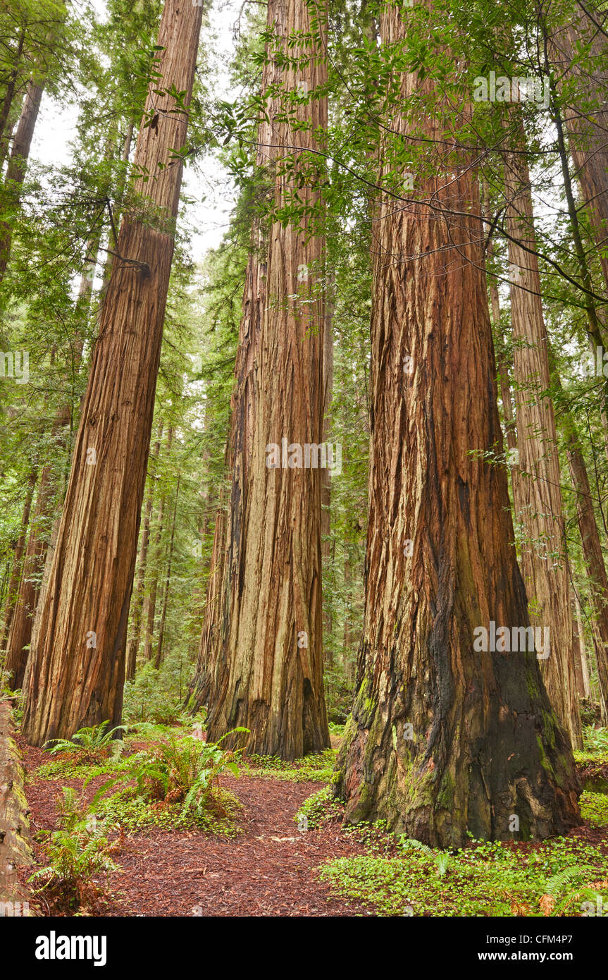 Las hermosas y enormes secoyas gigantes, Sequoia sempervirens situado en el Jedediah Smith Redwoods State Park en California. Foto de stock