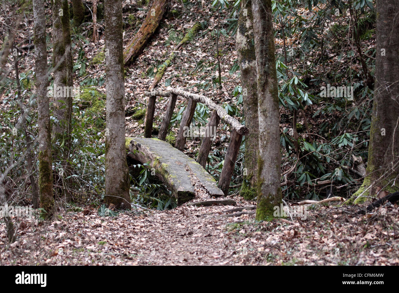 Pasarela de madera sobre la reguera en un sendero en las Montañas Apalaches en Tennessee Foto de stock