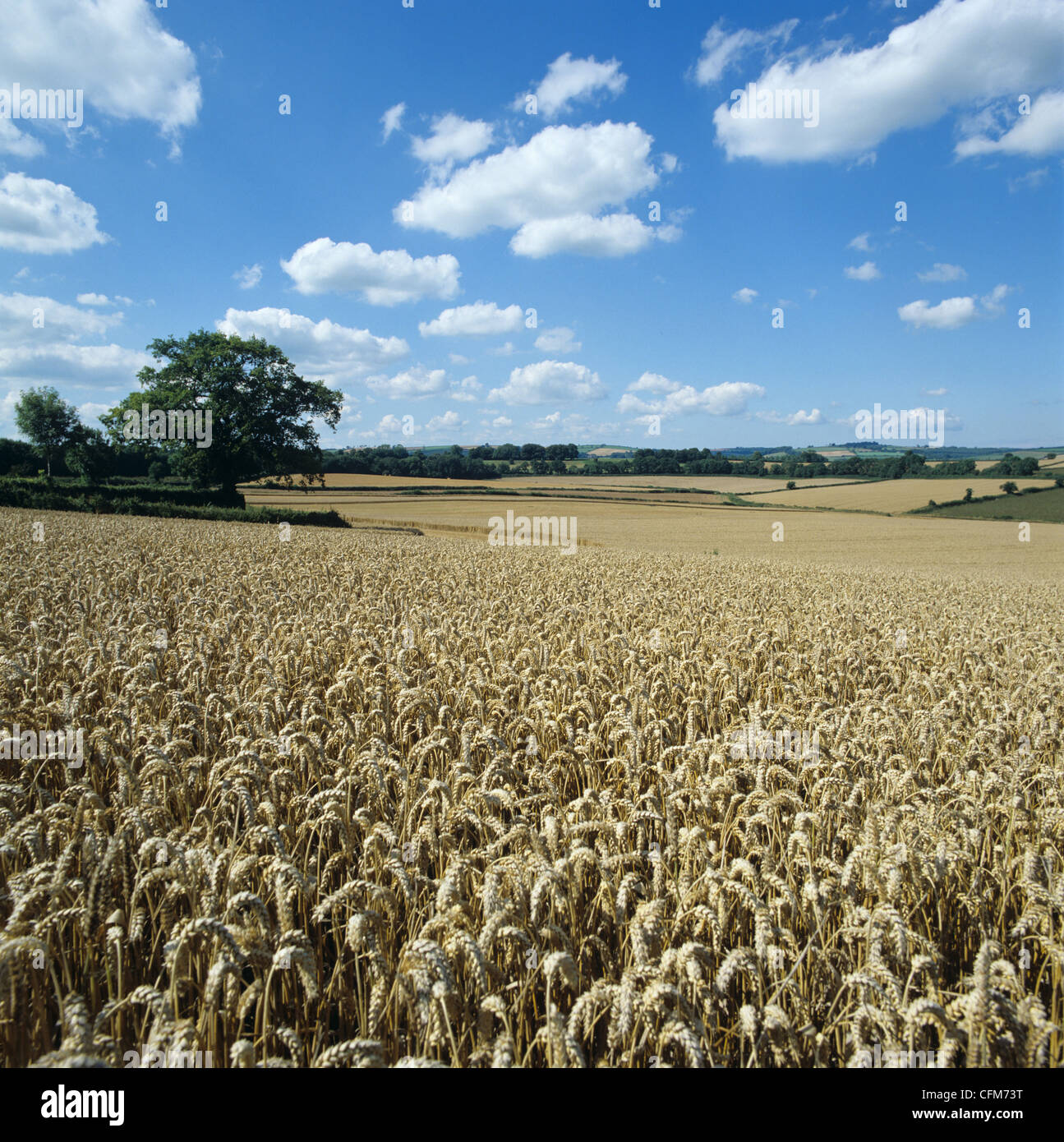 Cosecha de trigo madura en un buen día de verano, Devon Foto de stock