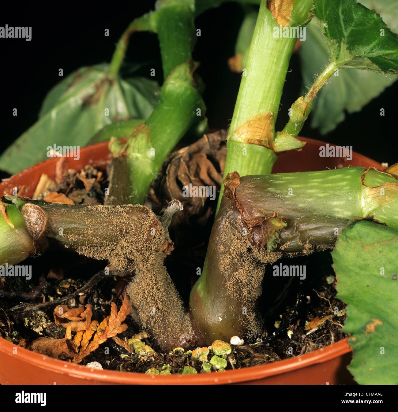 El moho gris (Botrytis cinerea) en maceta Begonia tuberosa Foto de stock