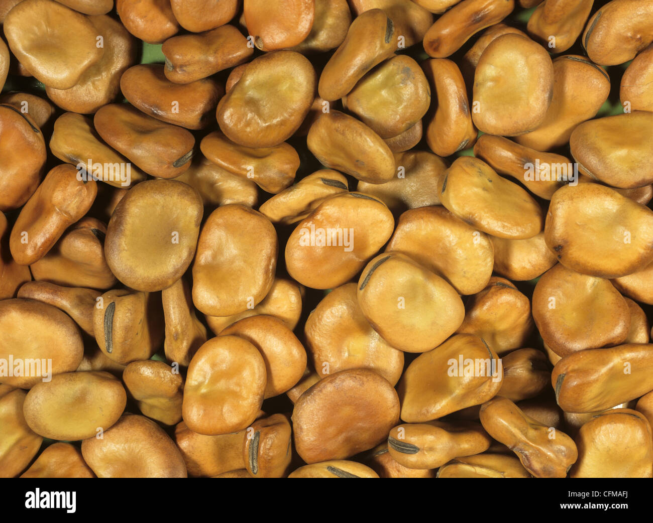 Las semillas de haba (Vicia faba) Foto de stock