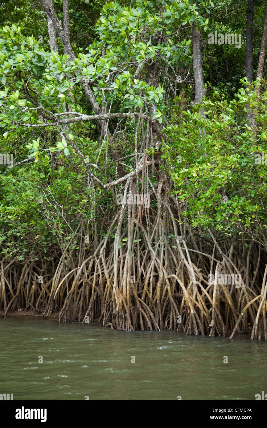 Los manglares, Port Douglas, Queensland, Australia, el Pacífico Foto de stock