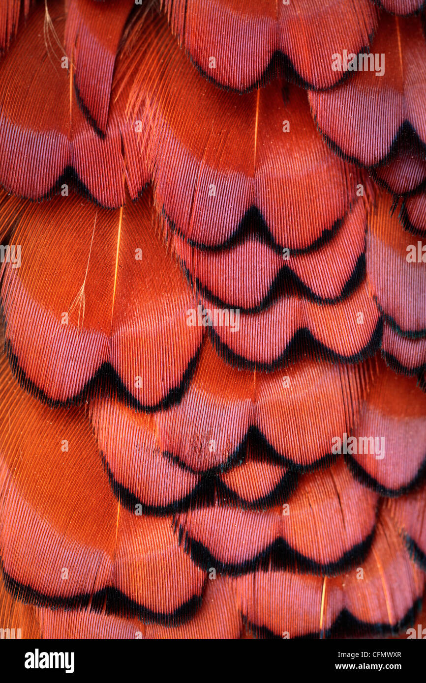 Cerca de plumaje de un faisán macho Foto de stock