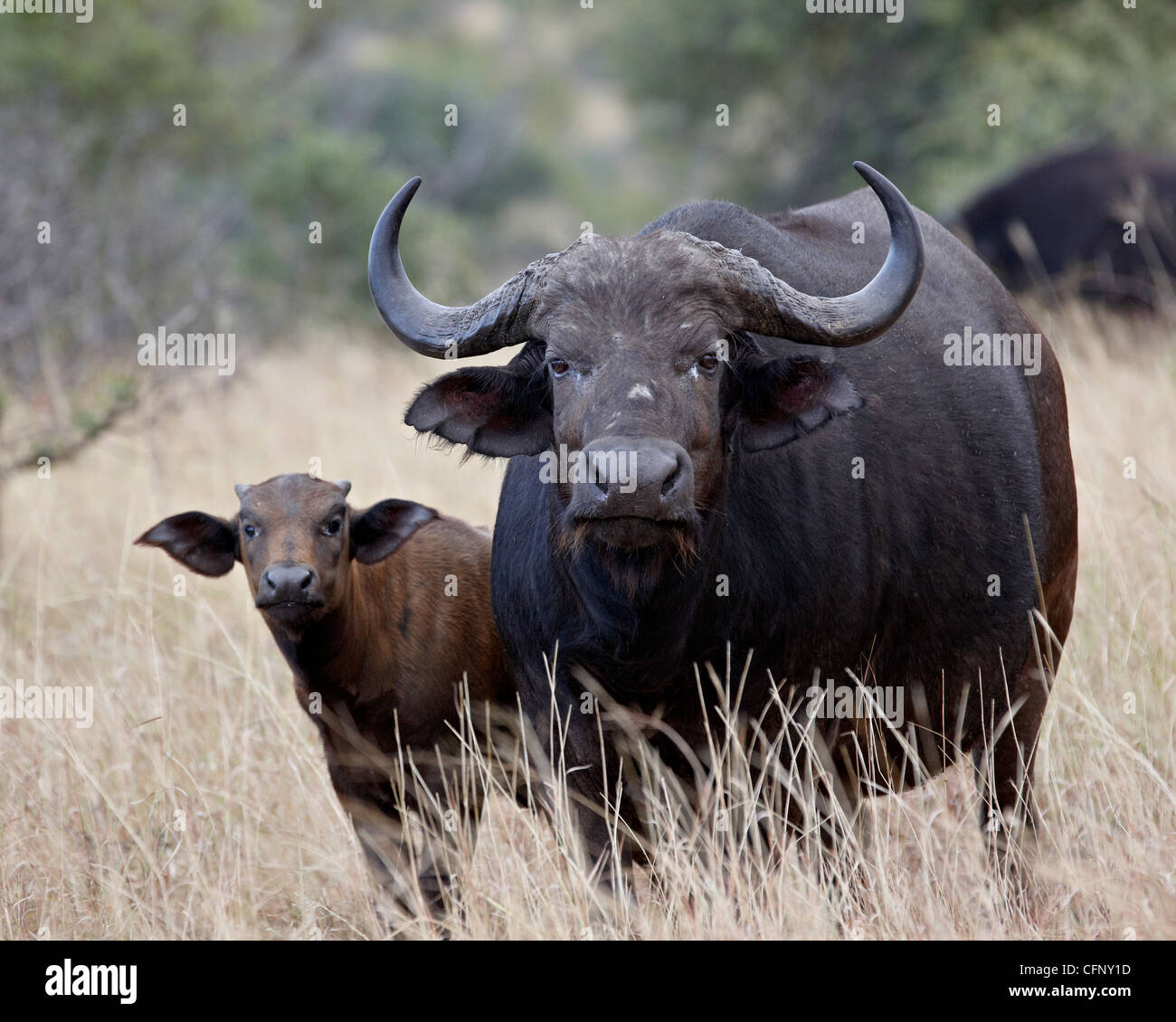 Cape buffalo (búfalo africano (Syncerus caffer)) vaca y ternera, el Parque Nacional Kruger, Sudáfrica, África Foto de stock