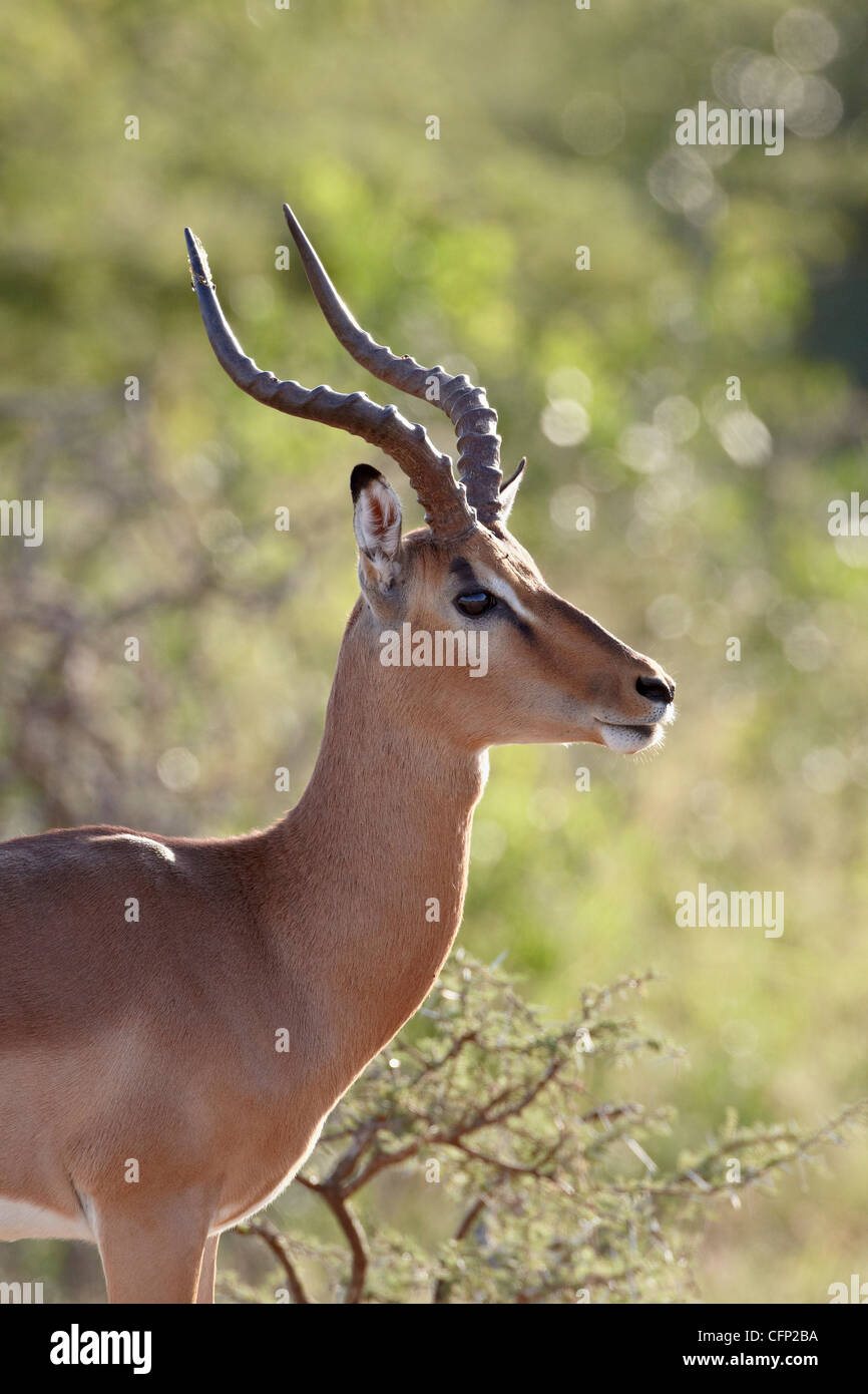 El Impala (Aepyceros melampus) buck, Imfolozi Game Reserve, Sudáfrica, África Foto de stock