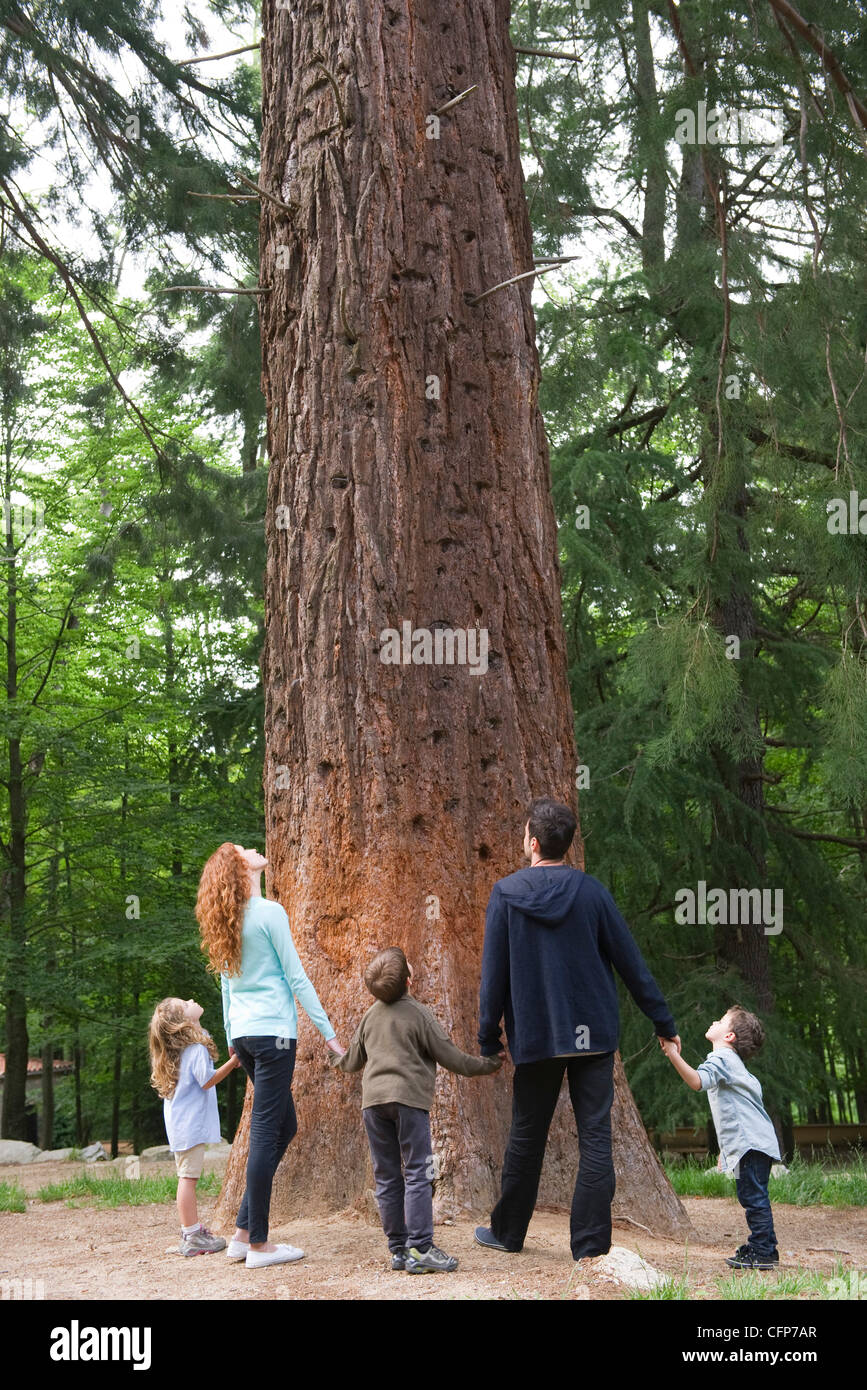 Familia de pie junto a la base del árbol alto, vista trasera Foto de stock