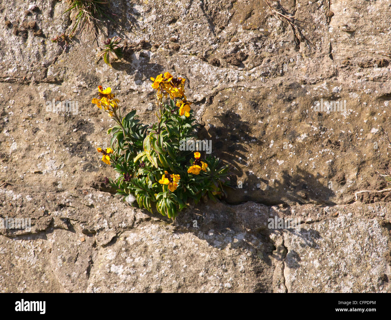 (Erysimum alhelí) creciendo en una grieta en un muro de piedra orientada al sur, en North Yorkshire Foto de stock