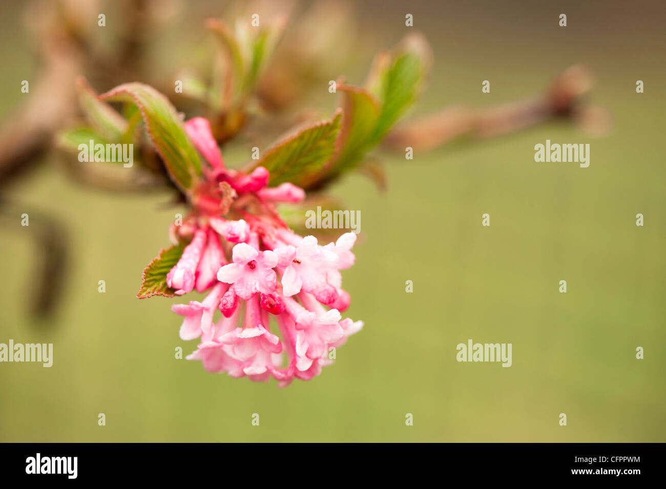 Viburnum viburnum bodnantense fotografías e imágenes de alta resolución