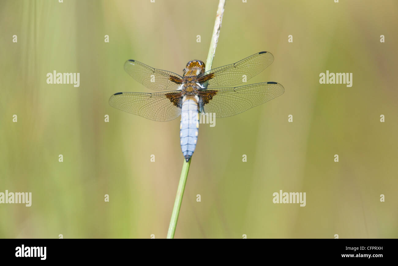 Macho de cuerpo amplio Chaser, Libellula depressa, dragonfly, descansando sobre una caña tallo. UK Foto de stock