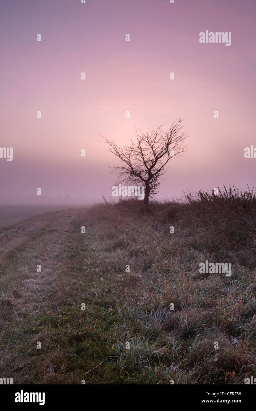Una hermosa y colorida misty amanecer en el campo cerca de Antingham, Norfolk, Inglaterra, Reino Unido, Europa Foto de stock