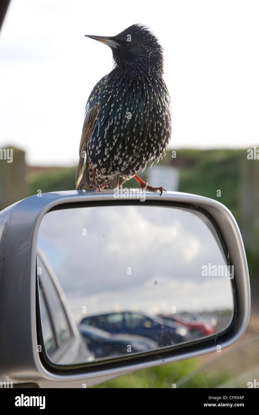Tame starling encaramado sobre un espejo de ala de coche Foto de stock