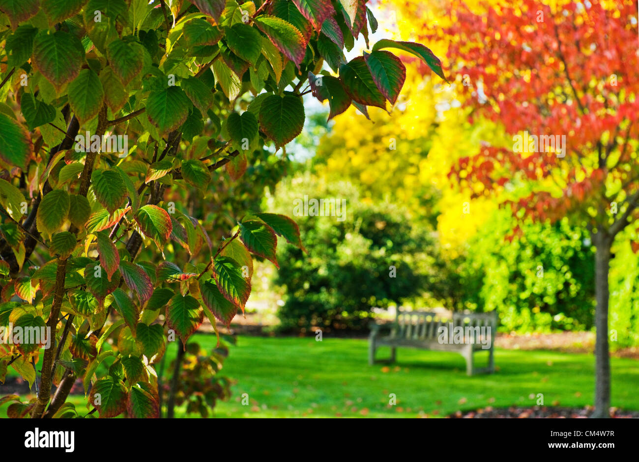 Jueves 4 de octubre de 2012 - El Royal Botanic Gardens, Kew, Surrey, Inglaterra, Reino Unido. Colores de otoño comienzan a manifestarse en todo su esplendor. Después de un verano muy húmedo la Comisión Forestal está prediciendo una gloriosa otoño de color en el Reino Unido. Foto de stock