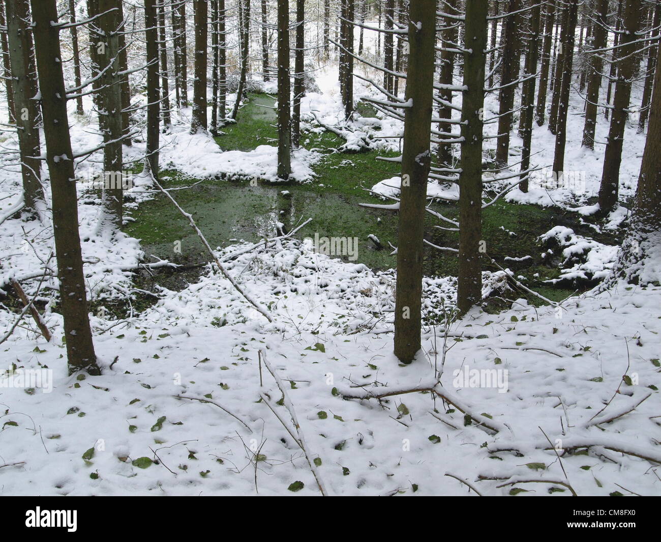 28 oktober 2012 Parque Natural del Bosque Bávaro, superior, lamer Arrach Winkel, Alemania, el domingo por la mañana, todo estaba cubierto de nieve Foto de stock