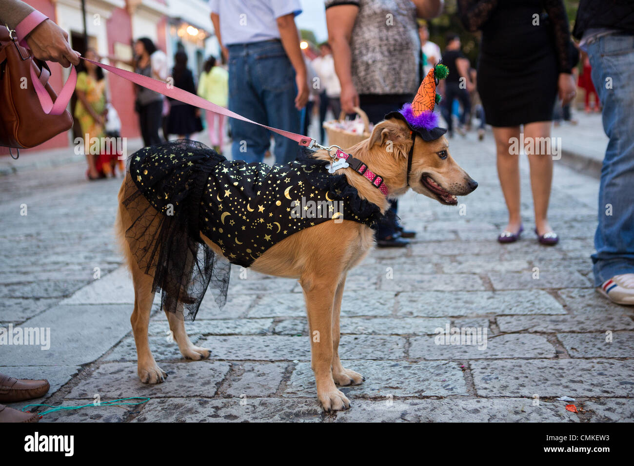 Desfile disfraces perro mexico fotografías e imágenes de alta resolución -  Alamy