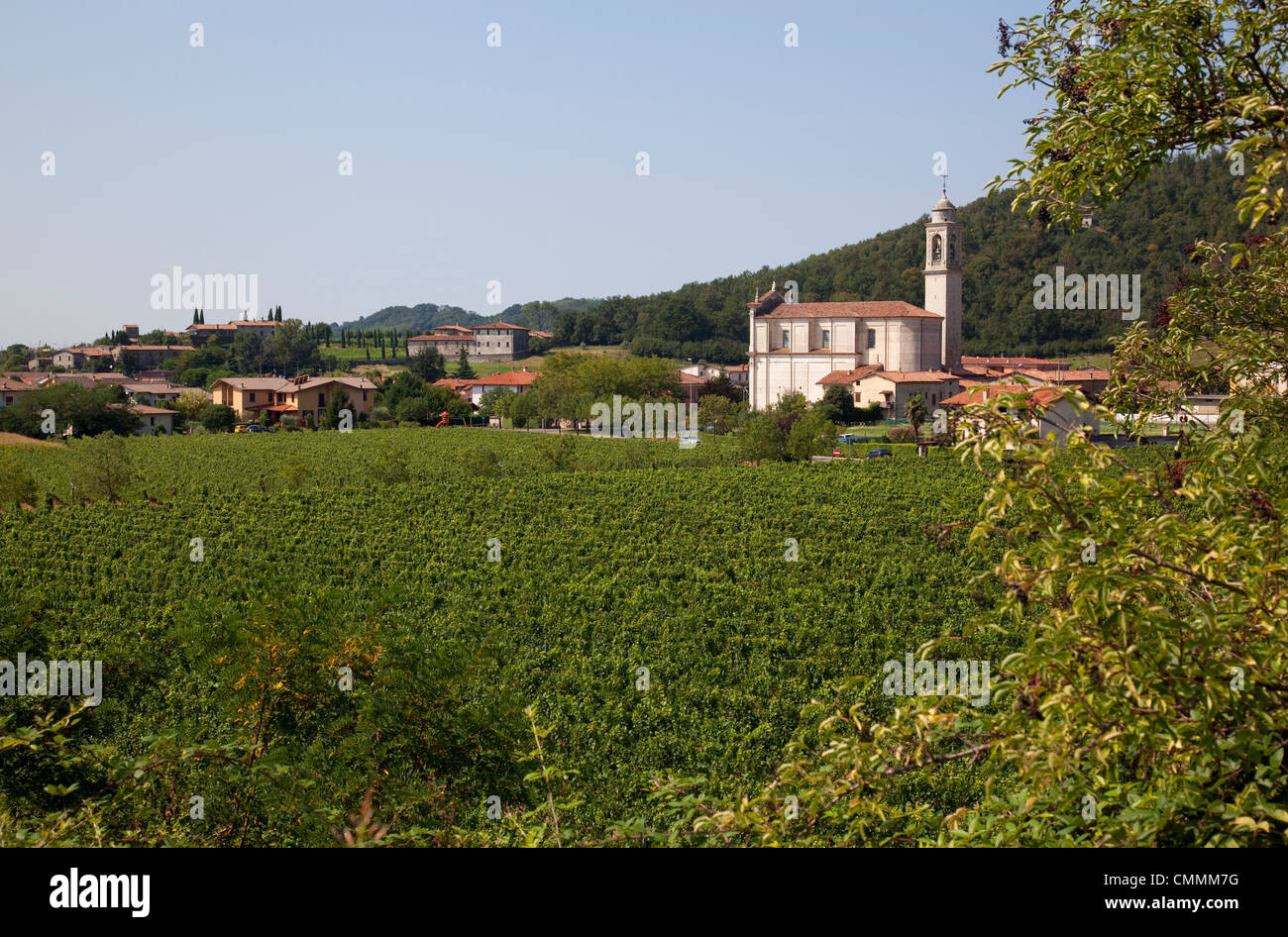 Iglesia de la aldea y viñedo cerca de Parma, Emilia Romagna, Italia, Europa Foto de stock