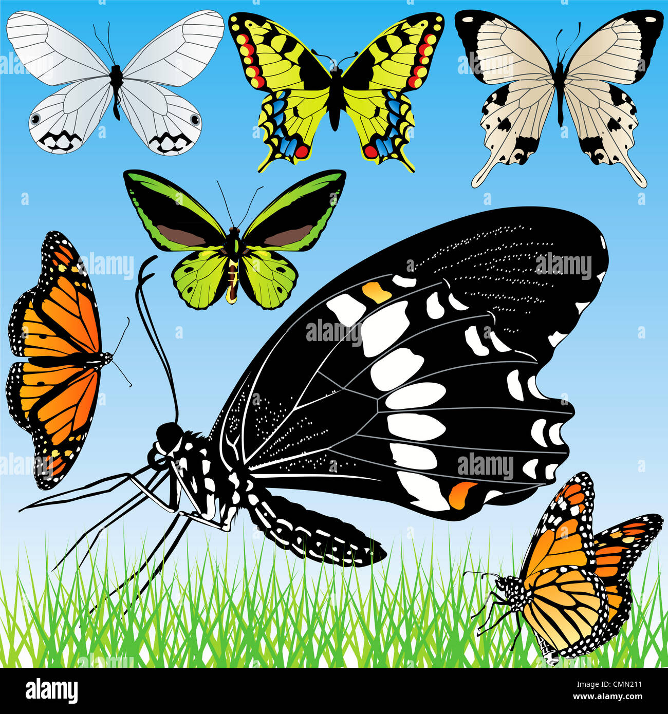 Las mariposas detallado conjunto de vectores Foto de stock