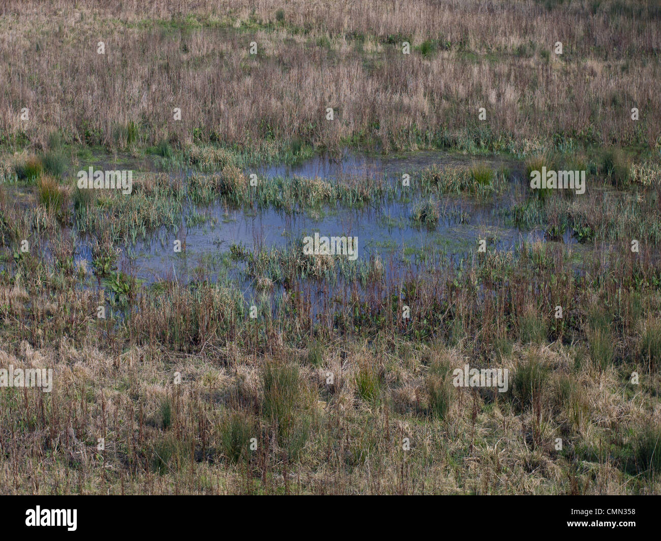 El agua en pantanos o marismas Foto de stock