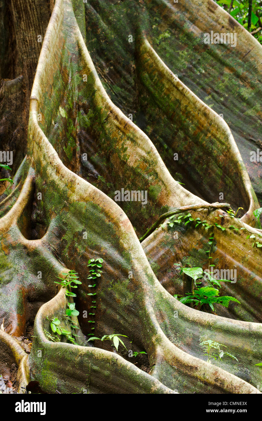 Reforzar las raíces de Shorea sp. Dentro de lowland Dipterocarp Rainforest. El valle Danum, Sabah, Borneo. Foto de stock