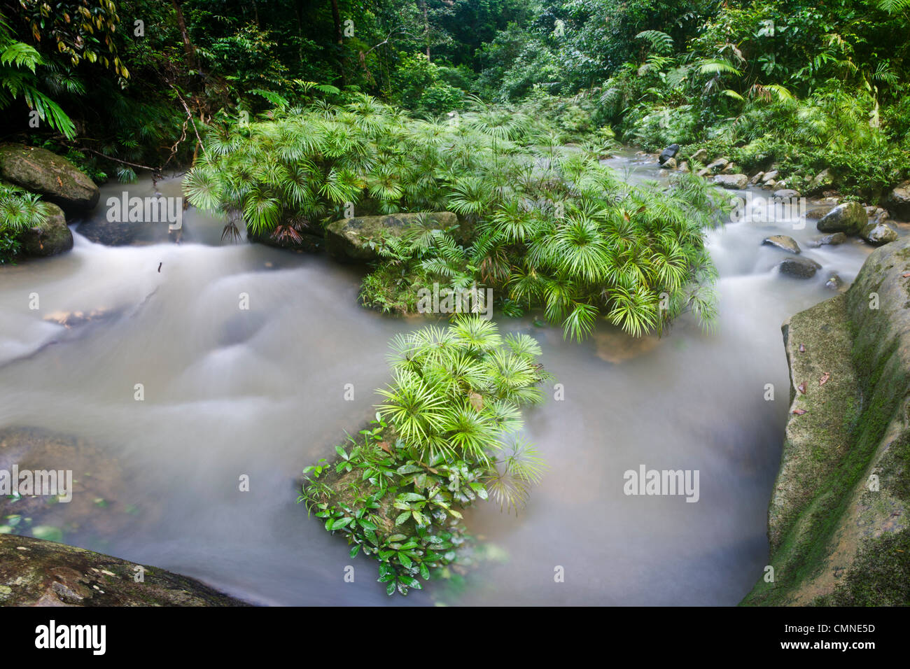 Matas de un helecho ribereñas crecen en y a lo largo de un afluente del río Maliau. Cerca del campamento de Ginseng, Cuenca Maliau, Borneo Foto de stock