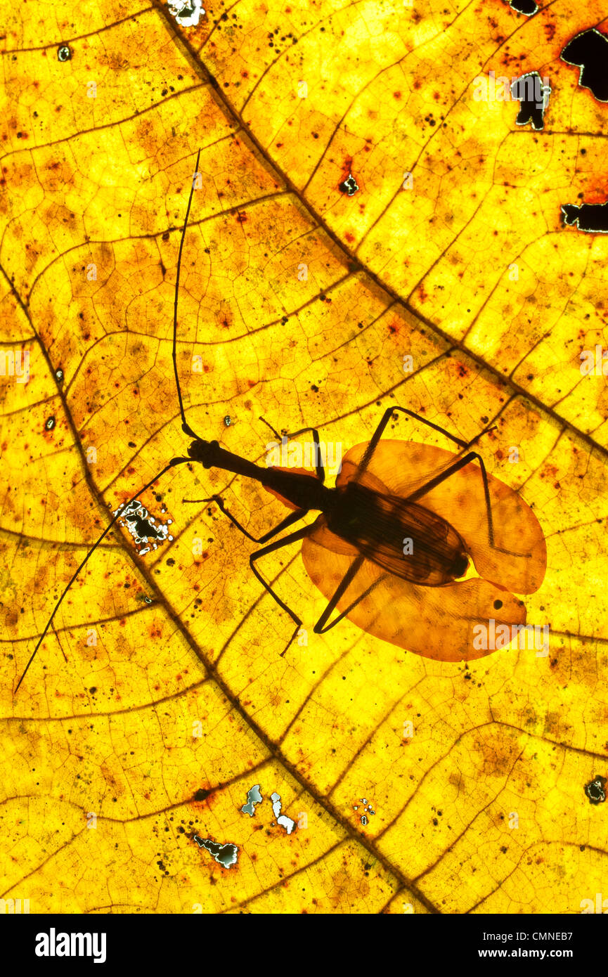 El escarabajo adulto violín hojas decadente en el suelo del bosque lluvioso. Cerca del campamento de Ginseng, Sabah del "Mundo Perdido", Cuenca Maliau, Borneo Foto de stock