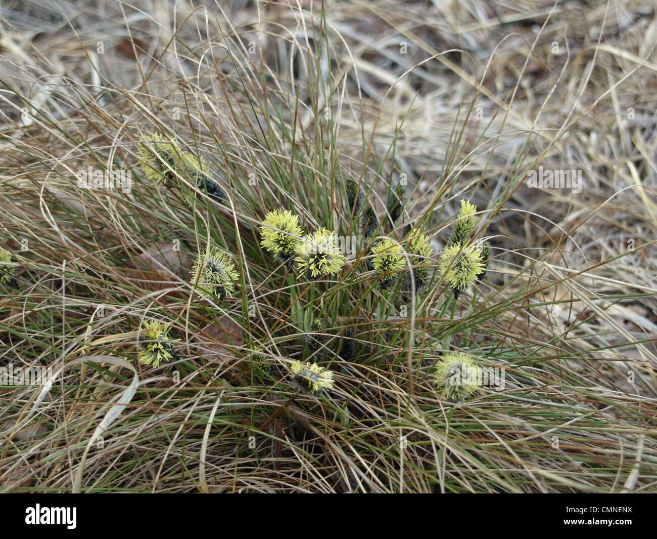Florescence desde cola de Liebre / Eriophorum vaginatum césped de Algodón / Scheiden-Wollgras Foto de stock