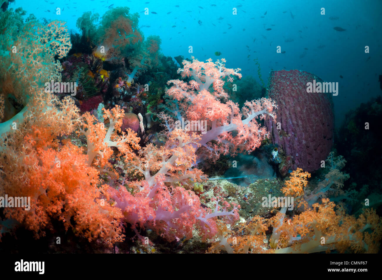 Suaves corales y esponjas barril sobre los arrecifes de coral. El Parque Nacional de Komodo, Rinca, Indonesia. Foto de stock
