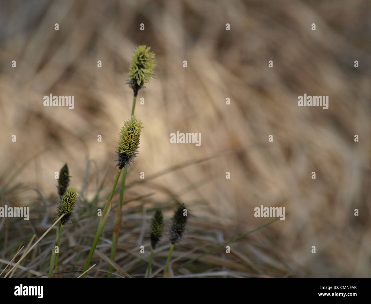 Florescence desde cola de Liebre / Eriophorum vaginatum césped de Algodón / Scheiden-Wollgras Foto de stock