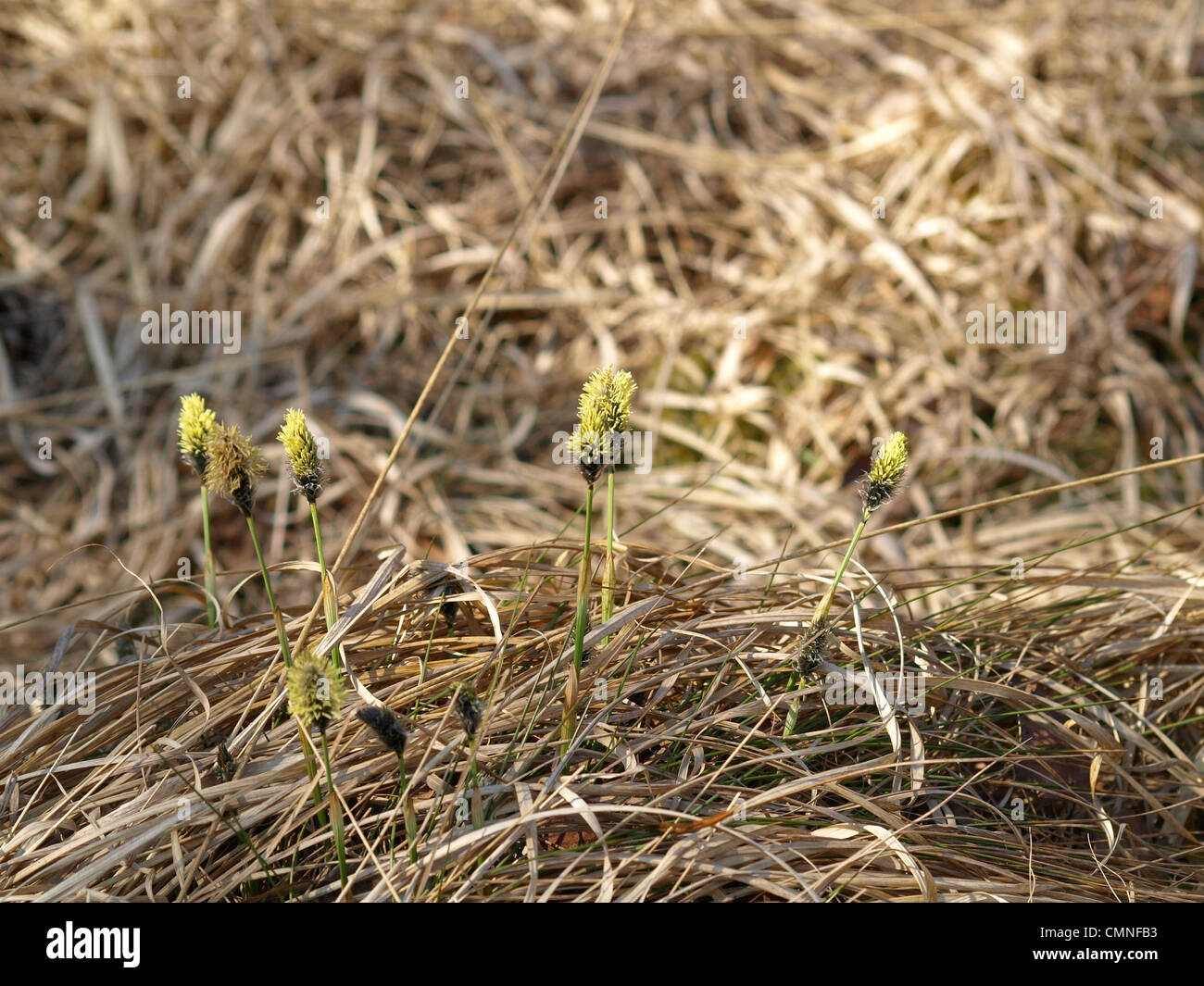 Florescence desde cola de Liebre / Eriophorum vaginatum césped de Algodón / Scheiden-Wollgras Foto de stock