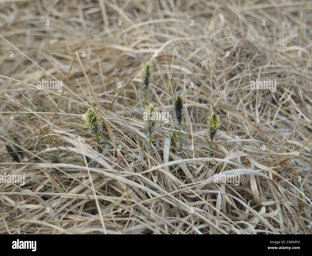 Florescence desde cola de Liebre / Eriophorum vaginatum césped de Algodón / Scheiden-Wollgras Foto de stock