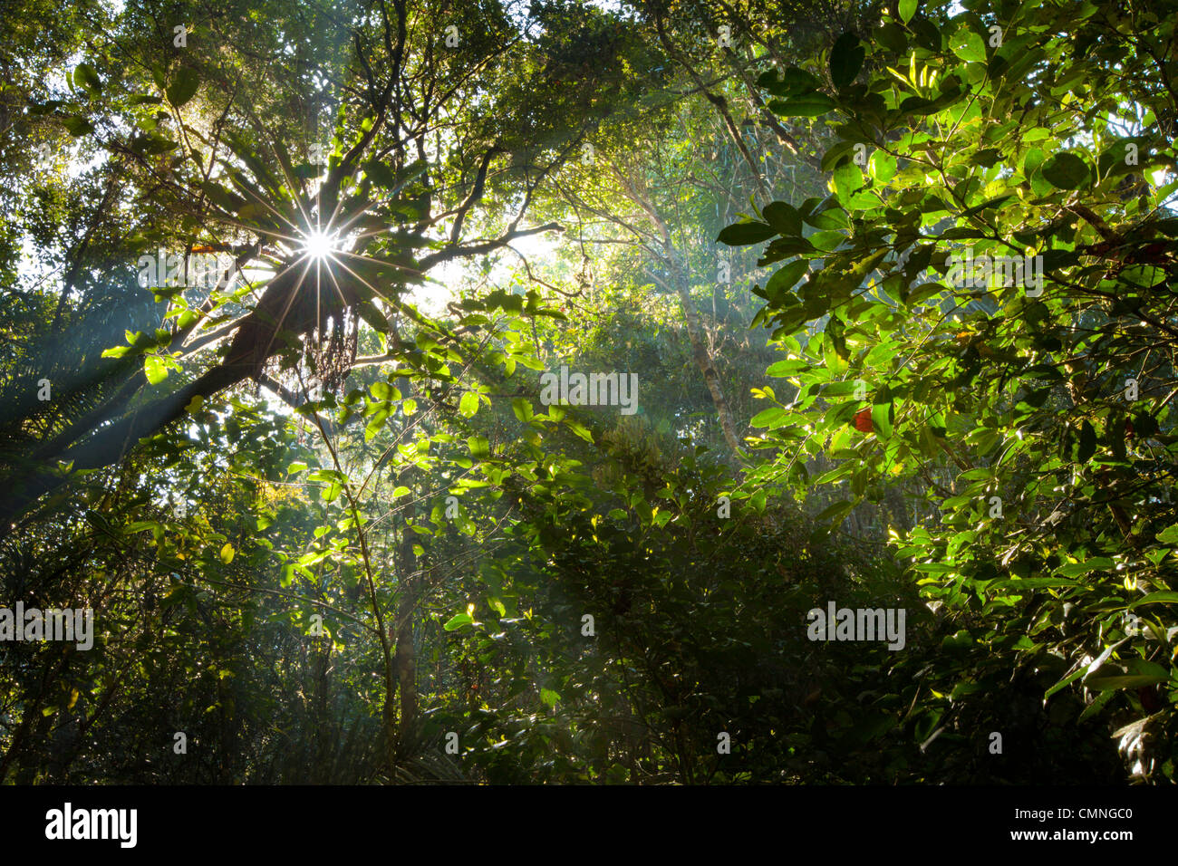 Sol por la mañana temprano la creación de rayos de sol a través del bosque tropical húmedo, el Parque Nacional de Andasibe-Mantadia, Madagascar. Foto de stock