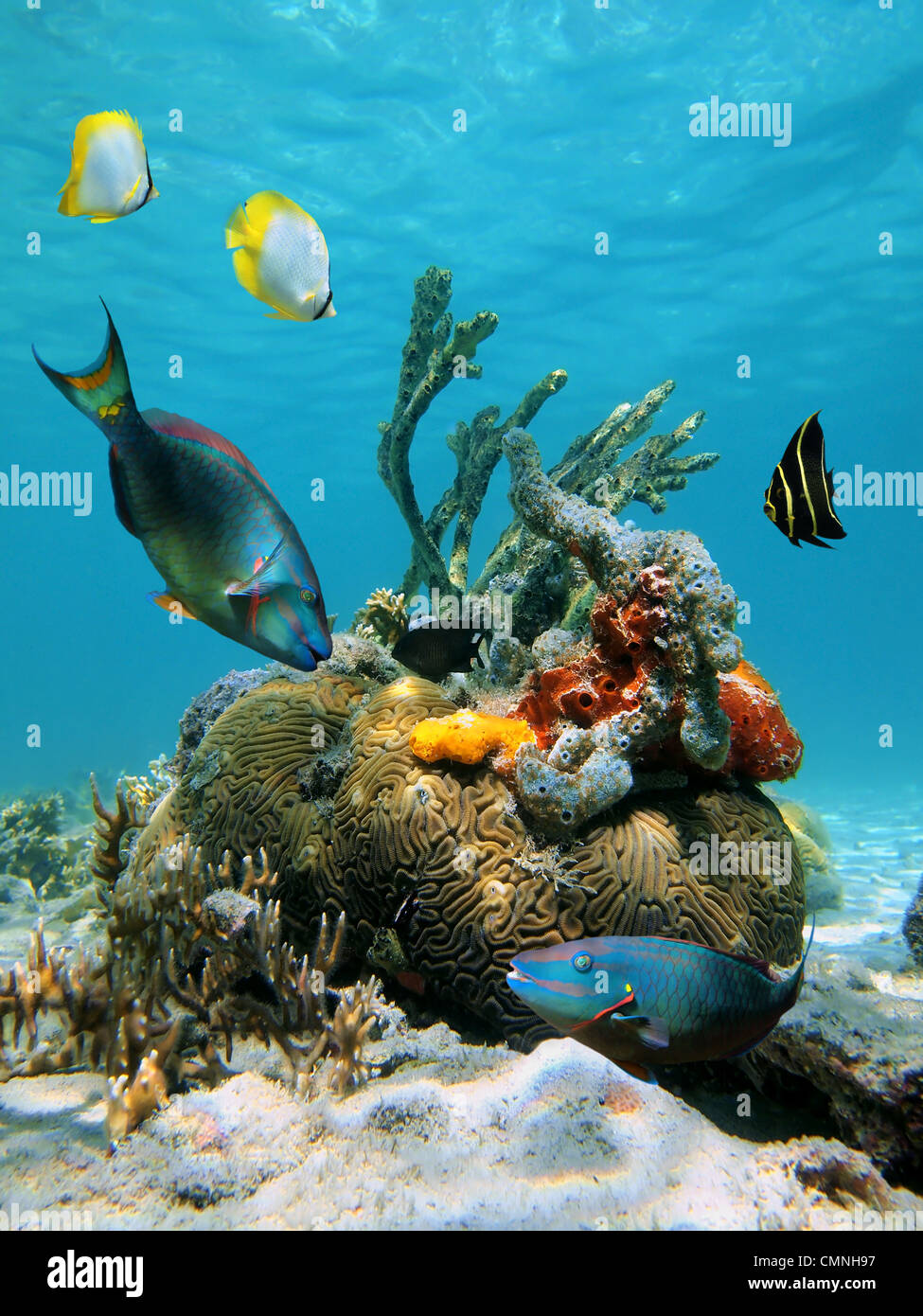 Peces de colores y vida marina tropical en el mar Caribe Foto de stock