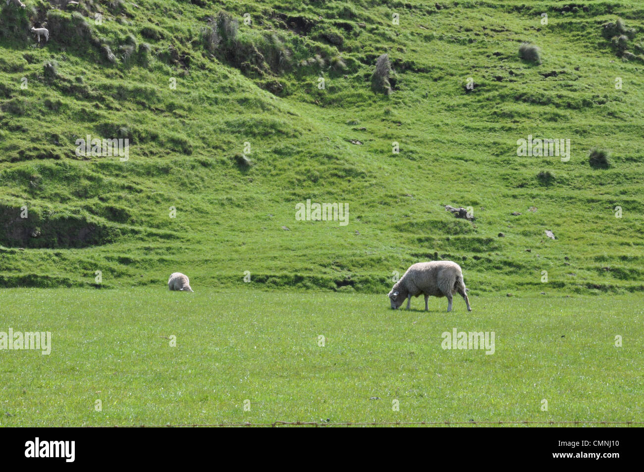 Una oveja comiendo hierba Foto de stock