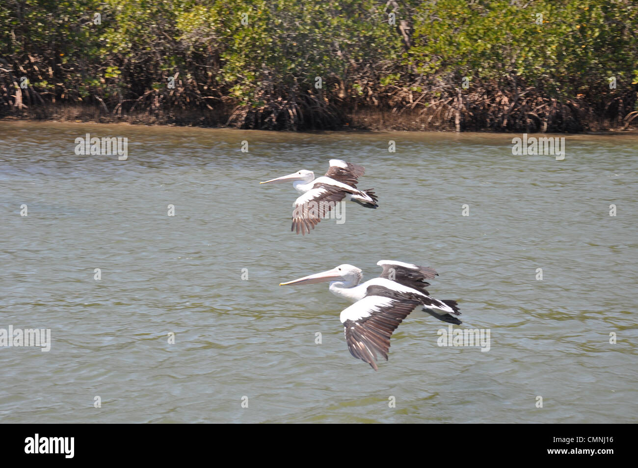 Un par de volar Pelican Foto de stock