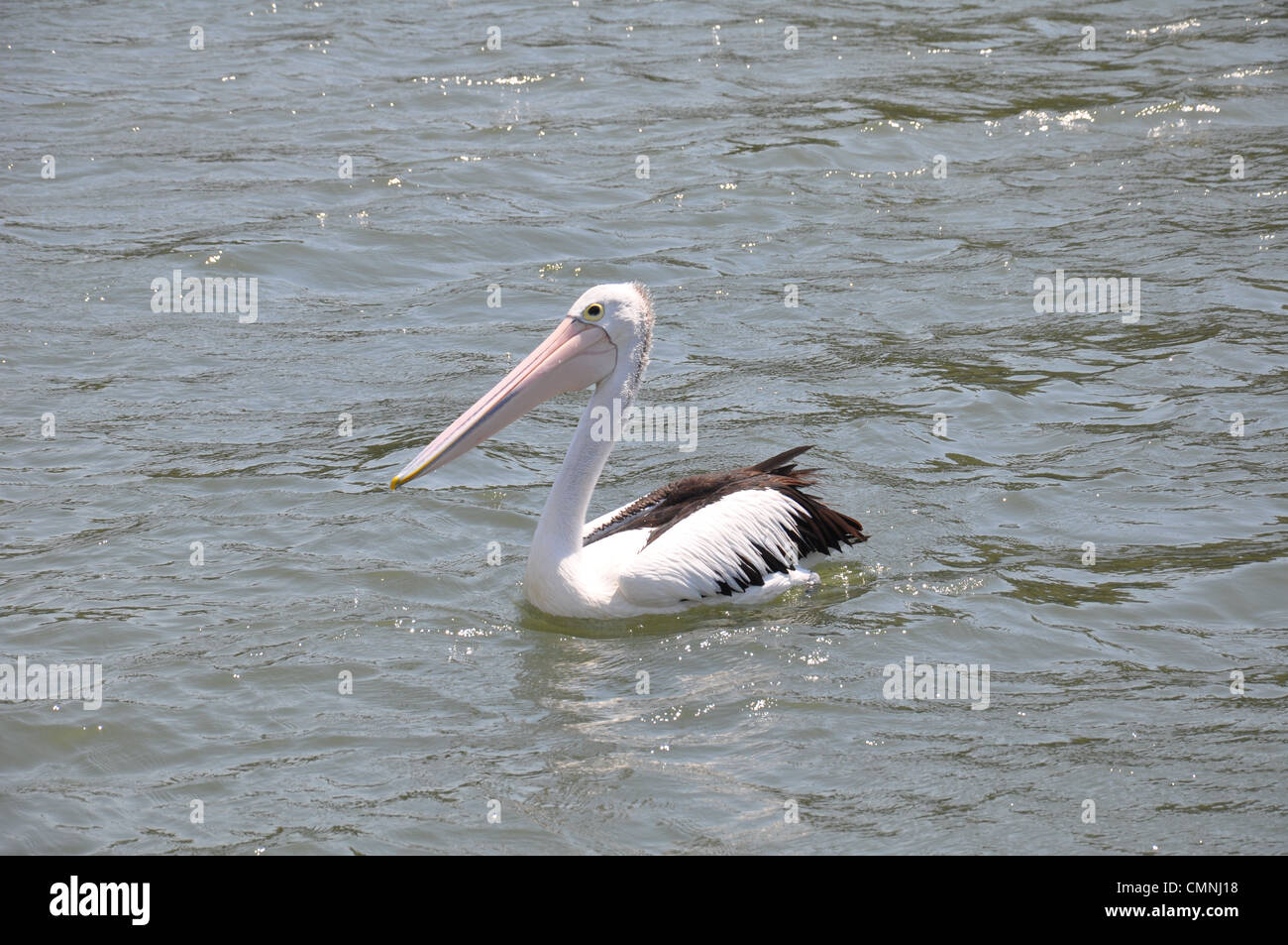 Pelican sentado sobre el agua Foto de stock