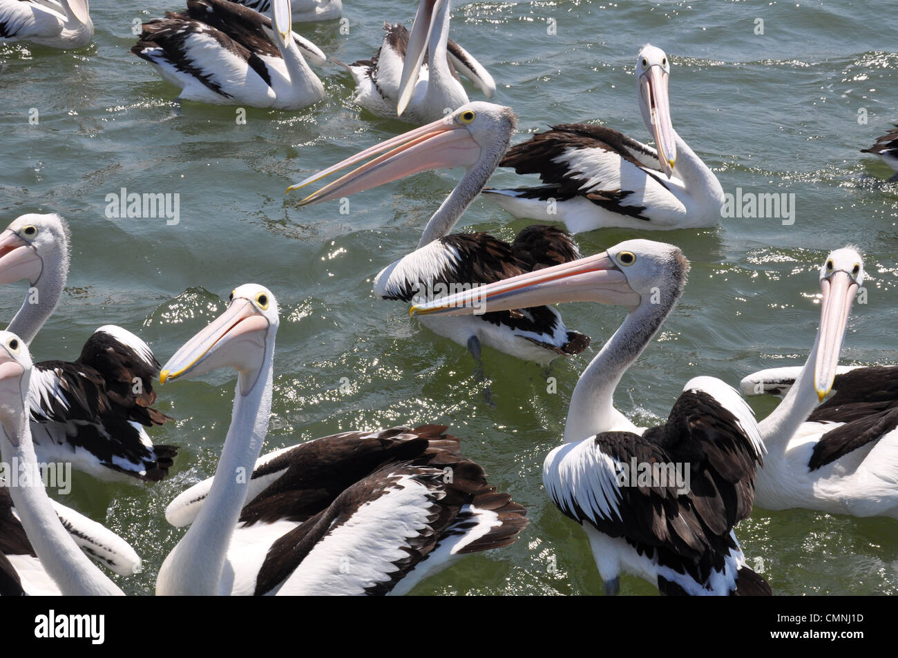 Un grupo de Pelican Foto de stock