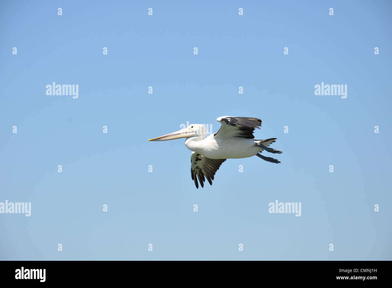 Un pelícano volando Foto de stock