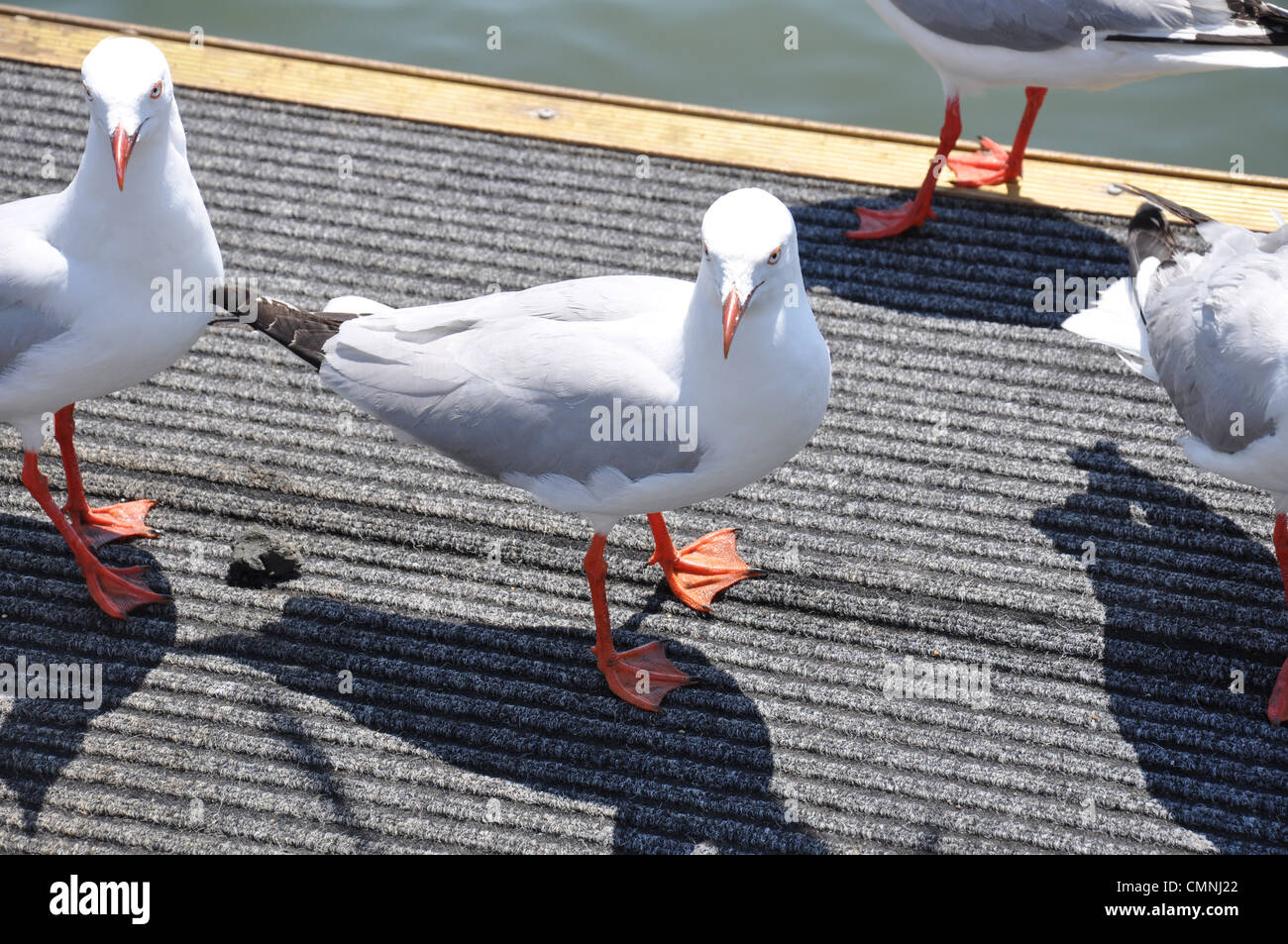 Seagull mirando en la misma dirección Foto de stock