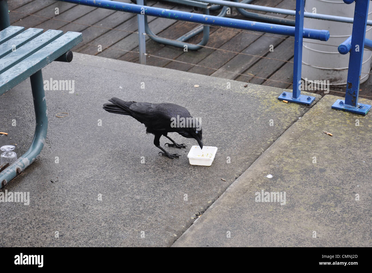 Un cuervo comiendo un trozo de pastel Foto de stock