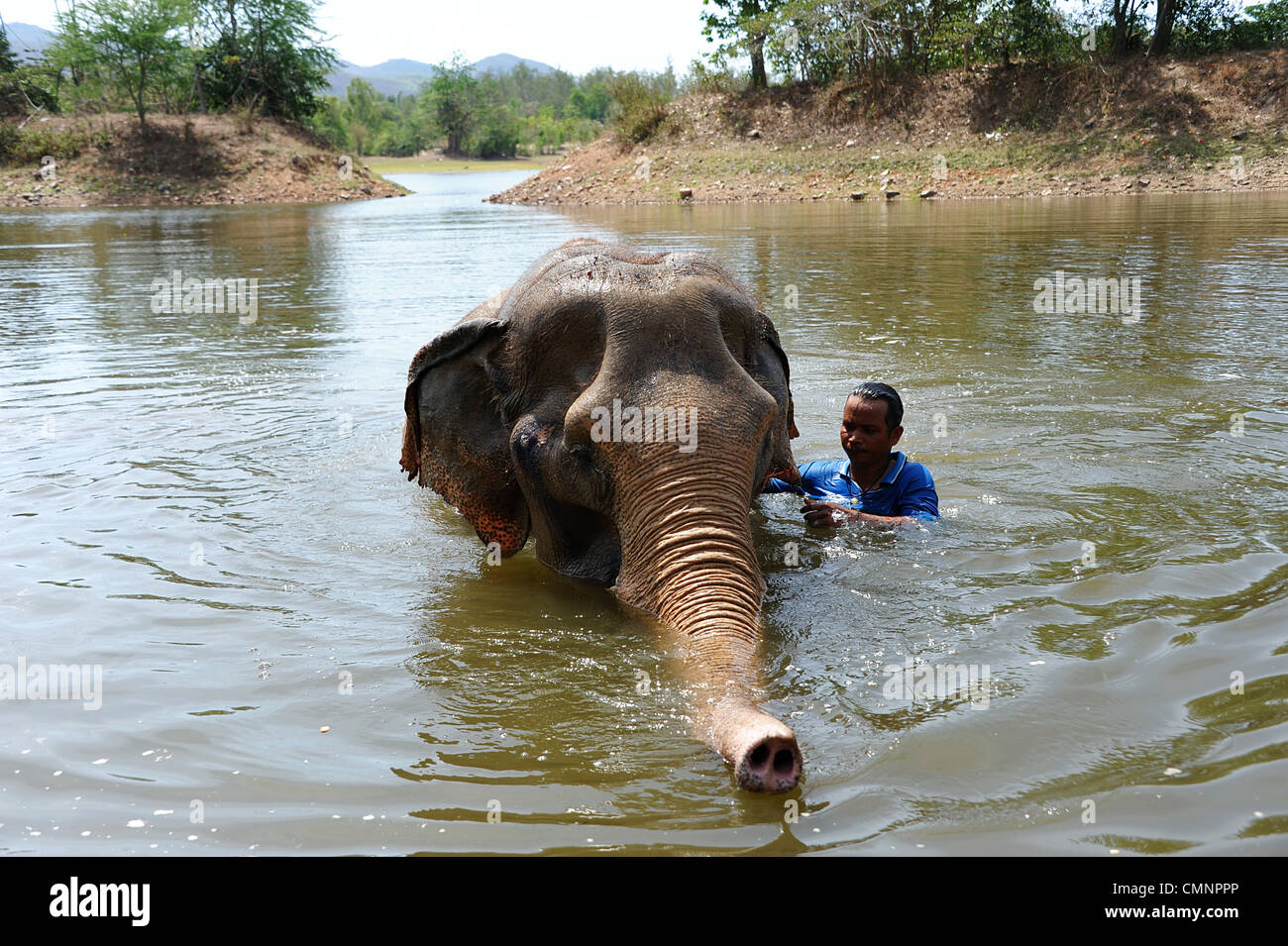 Mahout De Elefante Fotografías E Imágenes De Alta Resolución Alamy