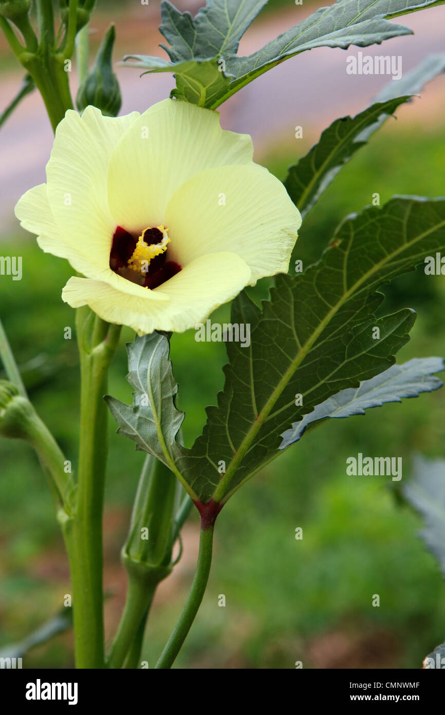 Planta de okra verde fotografías e imágenes de alta resolución Alamy