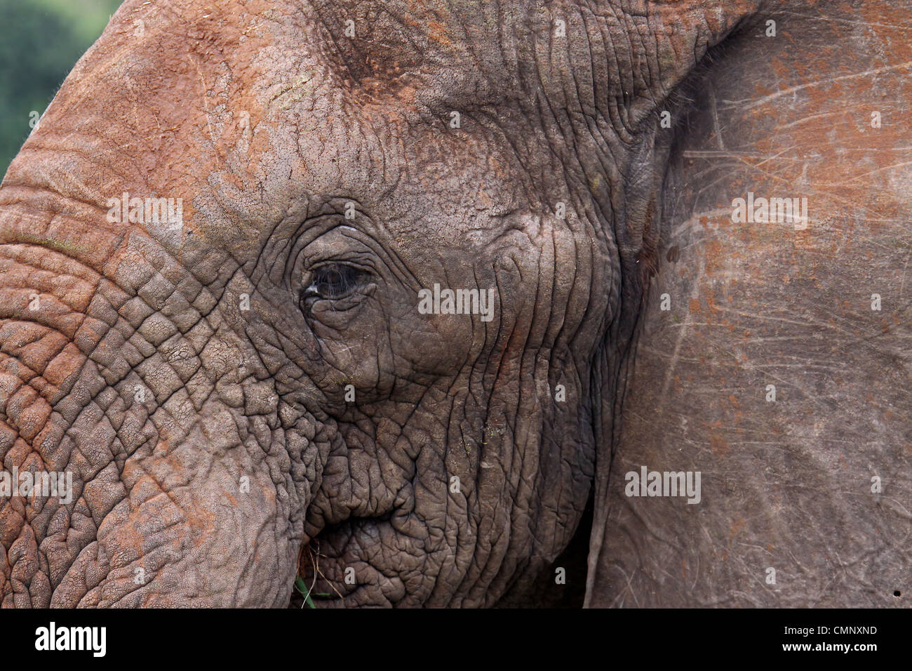Elefante, vida salvaje, Sudáfrica, Los Elephantidae Foto de stock