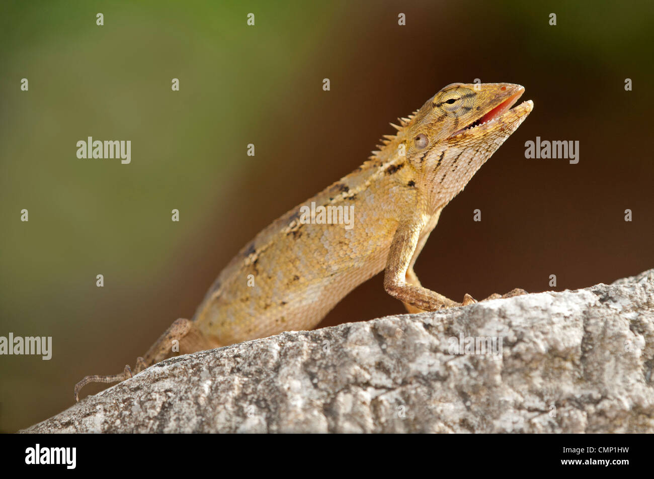 Lagarto Changable Calotes versicolor, hembra con el típico color marrón amarillento, Tailandia Foto de stock