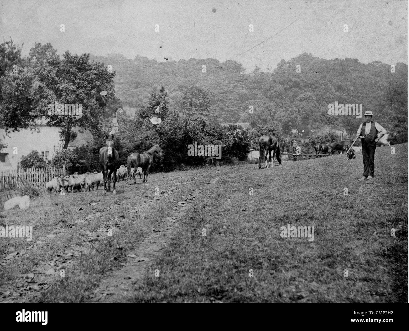 Granja de Compton, Tettenhall, 1920. Ovejas y caballos en un campo en Compton granja. Se desconoce quién es el caballero con el fusil. Foto de stock