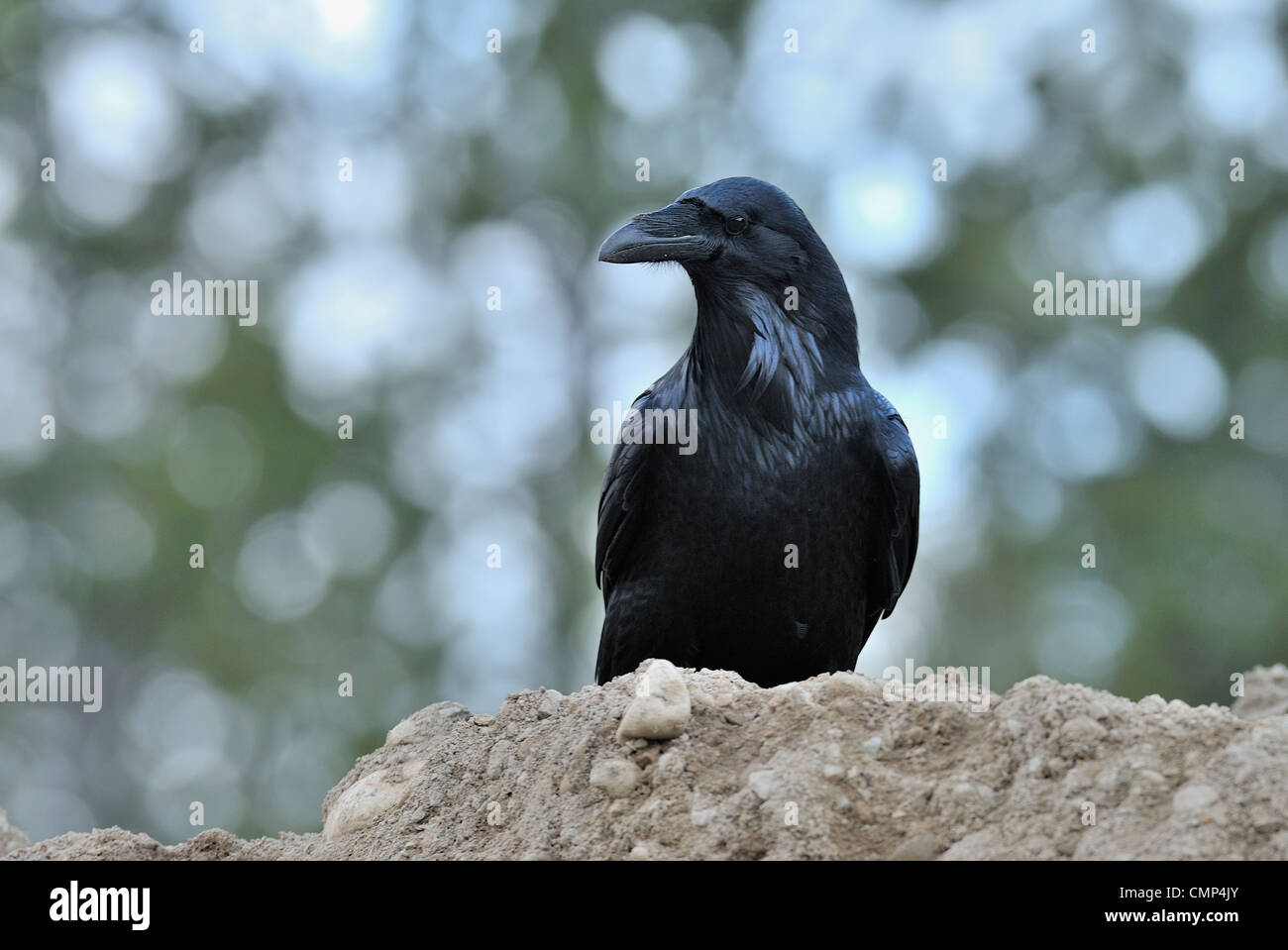 Un cuervo pájaro posado sobre la cima de un montón de tierra floja Foto de stock