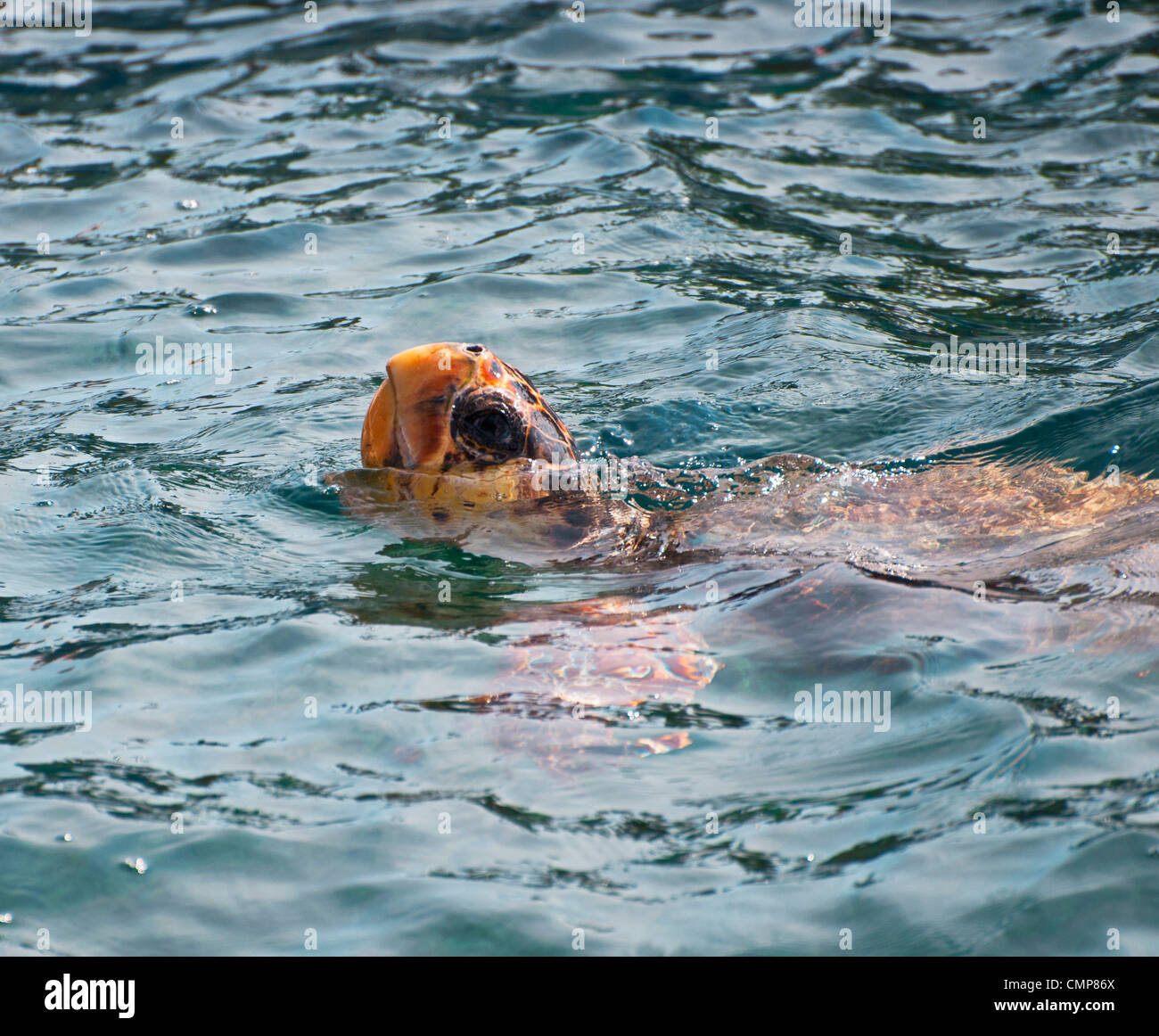 La tortuga caguama (Caretta caretta) natación. Especies en peligro de extinción Foto de stock