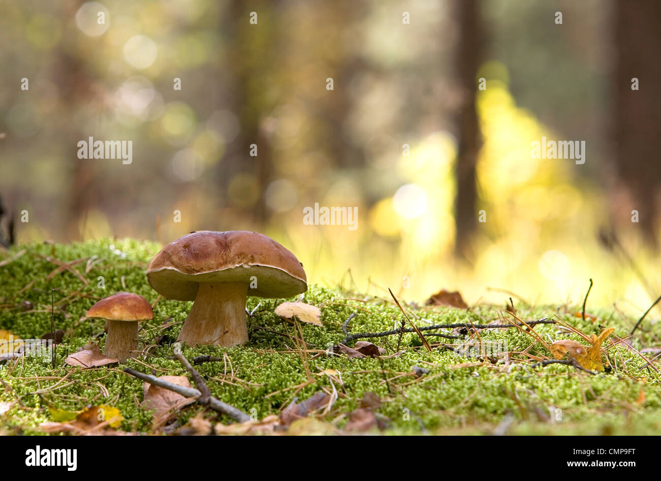 Boletus edulis fotografías e imágenes de alta resolución Alamy